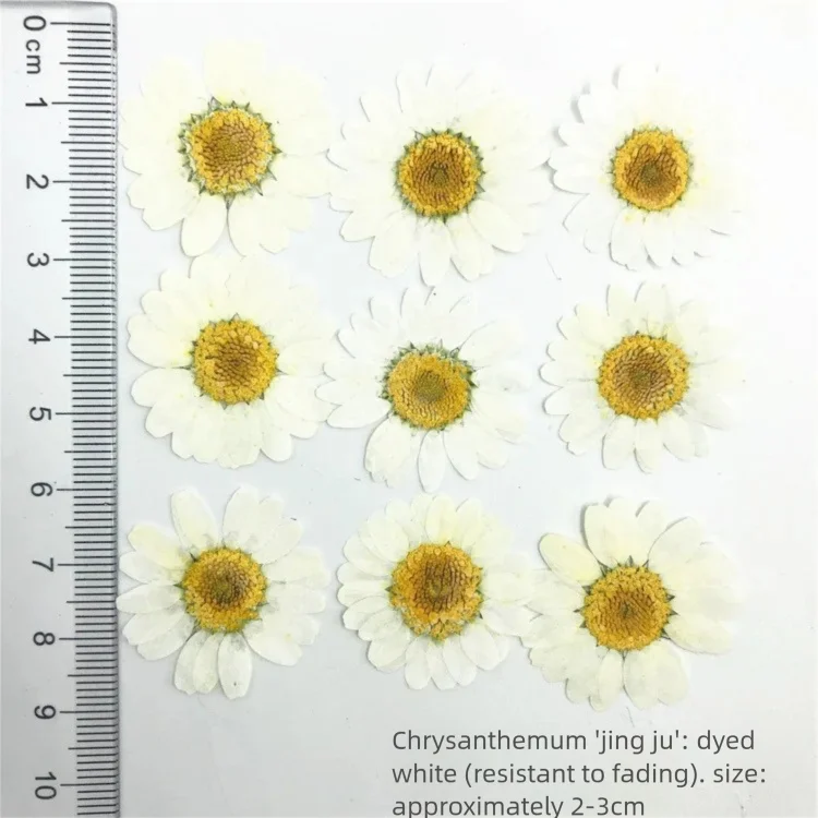 Dried Flower Bookmark - 100 Adet Boyalı Krizantem Kurutulmuş Çiçek