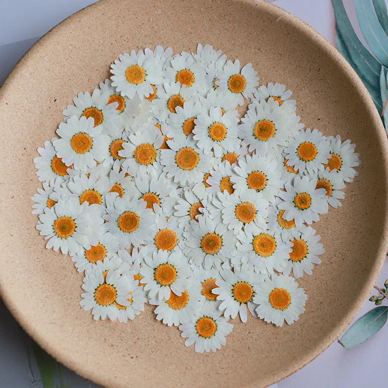 Dried Flower Bookmark - 60 Adet Preslenmiş Kurutulmuş Beyaz/Boyalı Krizantem