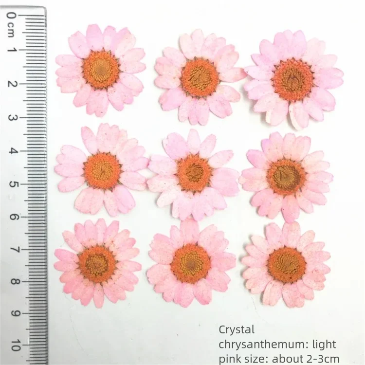100 Adet Boyalı Krizantem Kuru - Dried Flower Bookmark incelemesi ve fiyatı