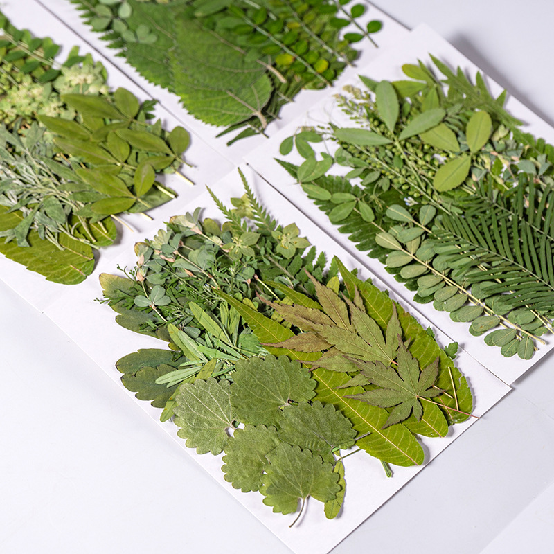 1 takım 35 adet Preslenmiş Kur - Dried Flower Bookmark incelemesi ve fiyatı