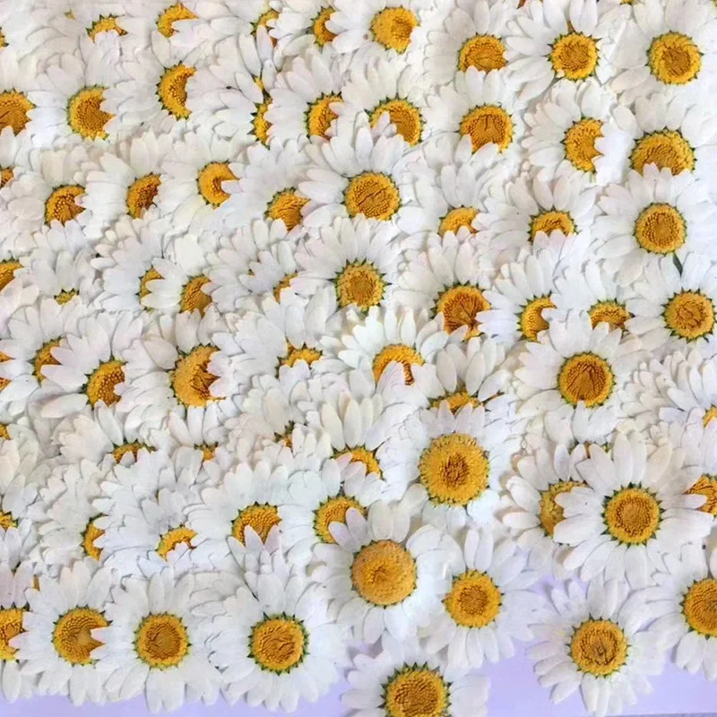 60 Adet Preslenmiş Kurutulmuş  - Dried Flower Bookmark incelemesi ve fiyatı