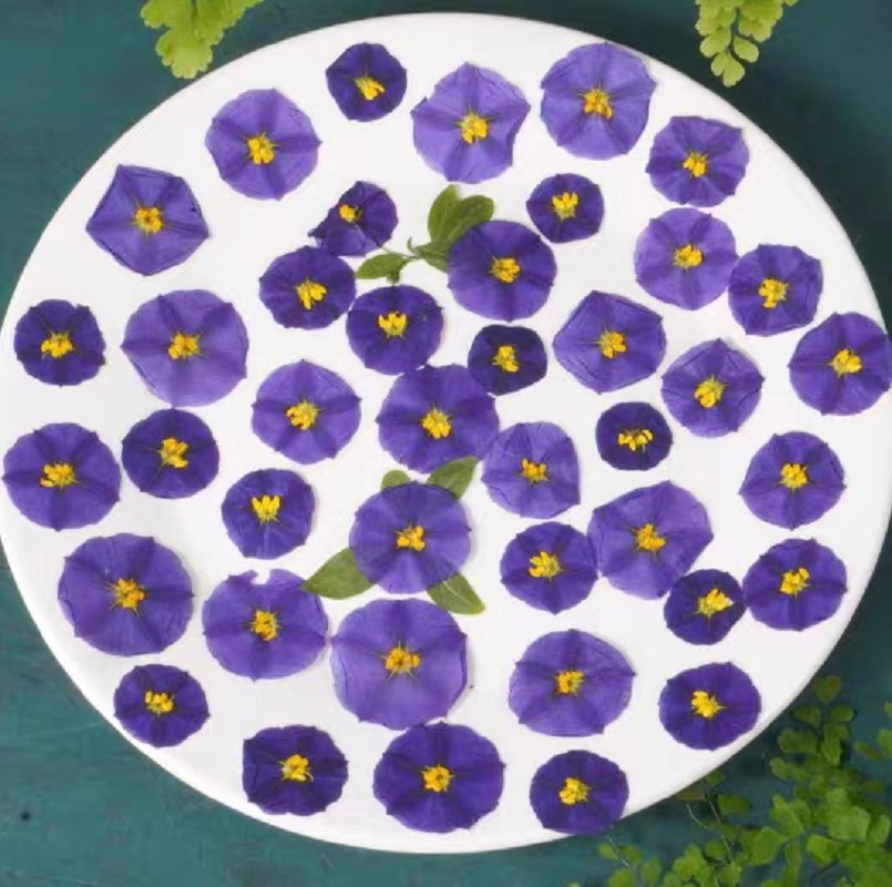 100 adet preslenmiş kurutulmuş - Dried Flower Bookmark incelemesi ve fiyatı