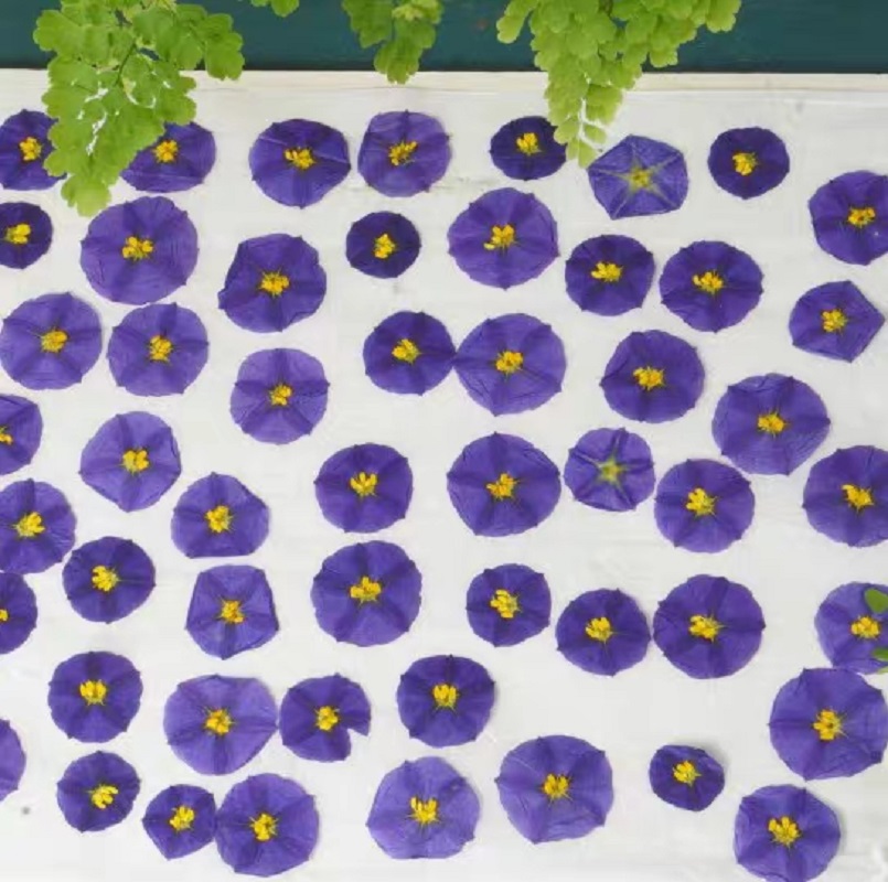 100 adet preslenmiş kurutulmuş - Dried Flower Bookmark incelemesi ve fiyatı