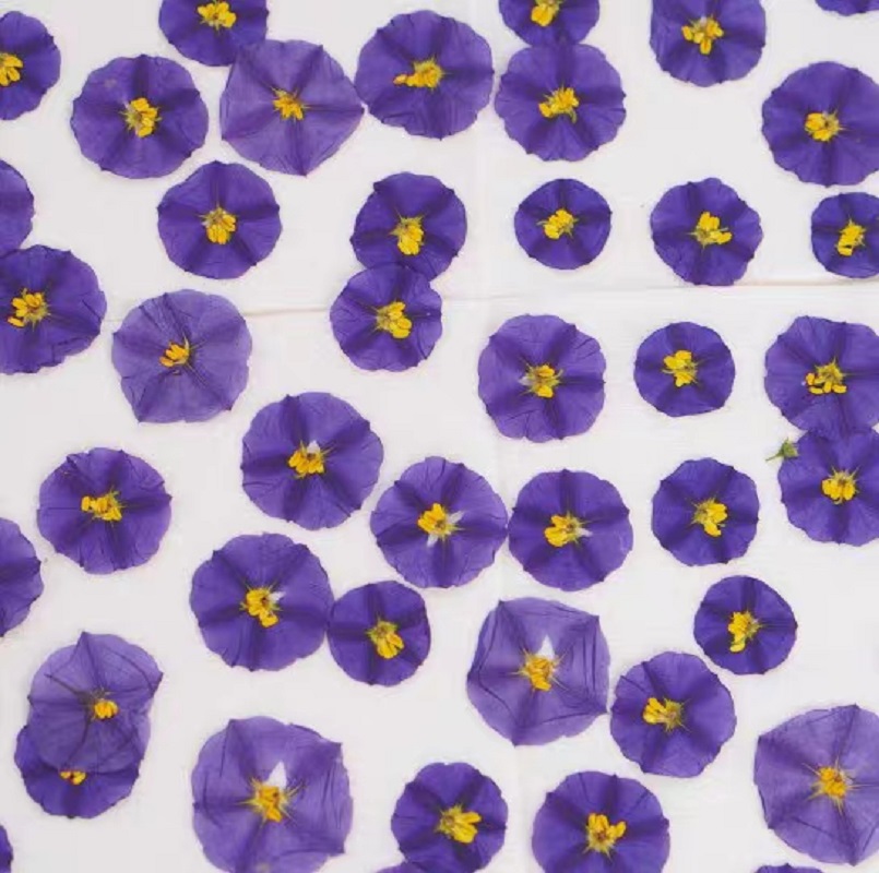 100 adet preslenmiş kurutulmuş - Dried Flower Bookmark incelemesi ve fiyatı
