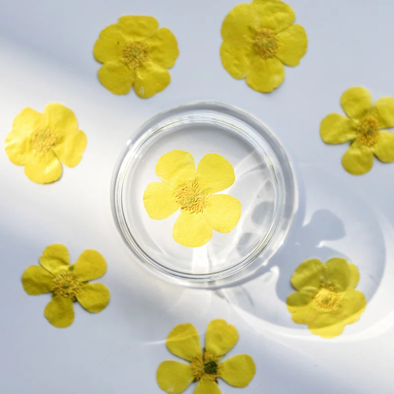 100 Adet Kurutulmuş Ranunculus - Dried Flower Bookmark incelemesi ve fiyatı