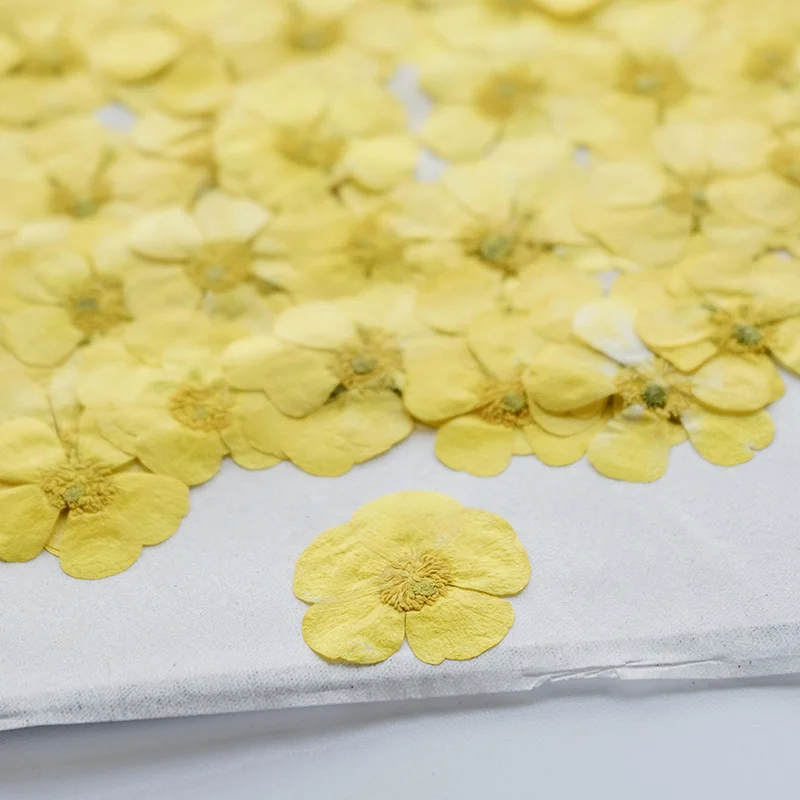 100 Adet Kurutulmuş Ranunculus - Dried Flower Bookmark incelemesi ve fiyatı
