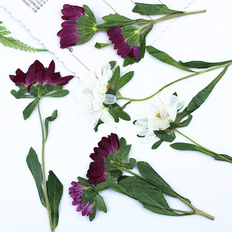 24 adet, Mini Krizantem Presle - Dried Flower Bookmark incelemesi ve fiyatı